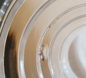 Explore our collection of rare Georgian period Pineapple stands, signifying wealth! Shop now and add a 200-year-old Prism Cut treasure to your collection. Don't miss out!