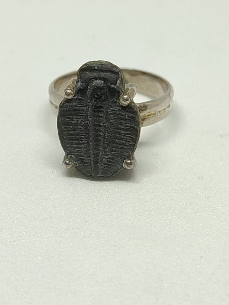 Natural Fossil Trilobite Silver Ring.