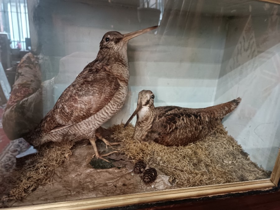 uploads/19th-Century-Cased-Taxidermy-Study-Of-A-Pair-Woodcock-16502d5bb86146aws.jpg