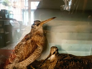 19th century Cased Taxidermy Study Of A Pair Woodcock