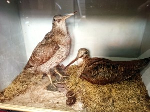Browse our authentic 19th-century Woodcock Taxidermy collection. Ideal for antique enthusiasts. Marvel at the exquisite detail, captured in an original display box. Don't miss out - add to your collection today!