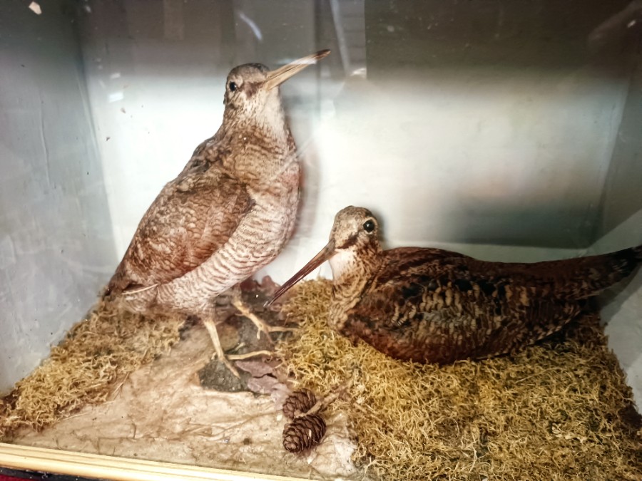 Browse our authentic 19th-century Woodcock Taxidermy collection. Ideal for antique enthusiasts. Marvel at the exquisite detail, captured in an original display box. Don't miss out - add to your collection today!