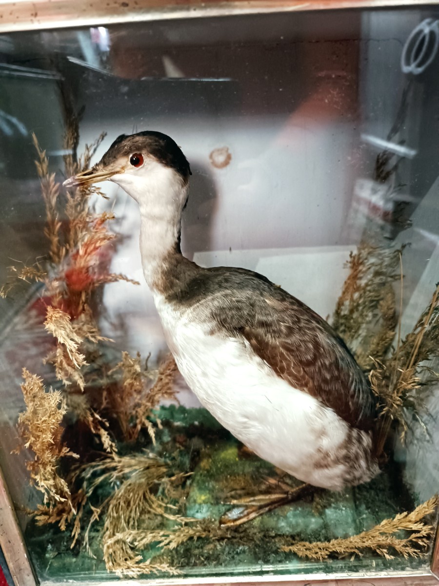 uploads/19th-Century-Cased-Taxidermy-Study-of-A-Slavonian-Grebe-16501e4ec91eddaws.jpg