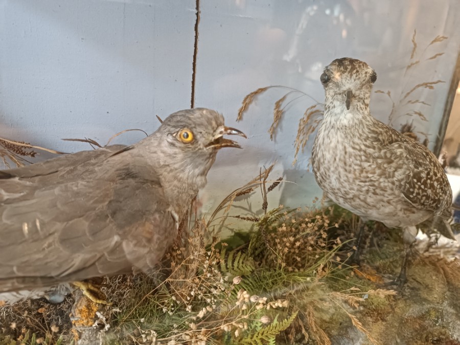 Immerse in history with our 19th century cased taxidermy of a Cuckoo and Golden Plover. Good condition, perfect for collectors. Size: 59x18x34cm. Act now!