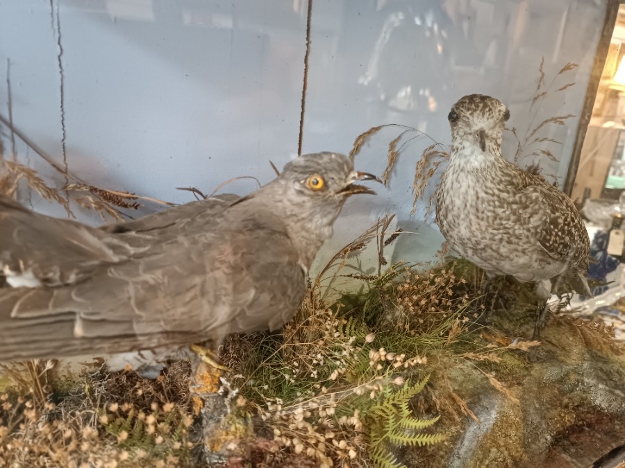 Immerse in history with our 19th century cased taxidermy of a Cuckoo and Golden Plover. Good condition, perfect for collectors. Size: 59x18x34cm. Act now!