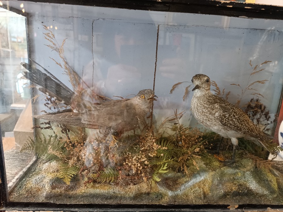 uploads/19th-Century-Cased-Taxidermy-Study-of-Cuckoo-and-a-Golden-Plover-In-A-Naturalistic-Setting-16502fc38490c1aws.jpg