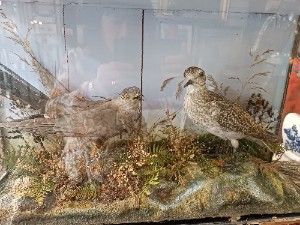 Immerse in history with our 19th century cased taxidermy of a Cuckoo and Golden Plover. Good condition, perfect for collectors. Size: 59x18x34cm. Act now!