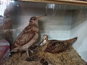 Browse our authentic 19th-century Woodcock Taxidermy collection. Ideal for antique enthusiasts. Marvel at the exquisite detail, captured in an original display box. Don't miss out - add to your collection today!