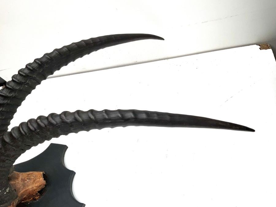 African Sable Antelopes Magnificent Horns