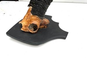 Mounted on wood shield and horns are in excellent condition, the magnificent sables horns being some 90 cm long, obviously from large male, offering free delivery reference dmels tel: we accept online payments for all our items listed: bank transfer cash on collection or if wishing over the phone using your debit or credit cards, also doing layby payments plan, or email giving your address details & contact number and we shall send you your items invoice to make