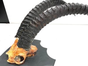 Mounted on wood shield and horns are in excellent condition, the magnificent sables horns being some 90 cm long, obviously from large male, offering free delivery reference dmels tel: we accept online payments for all our items listed: bank transfer cash on collection or if wishing over the phone using your debit or credit cards, also doing layby payments plan, or email giving your address details & contact number and we shall send you your items invoice to make