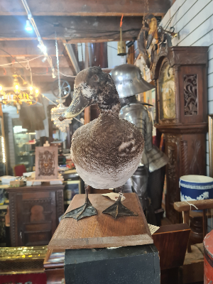 Discover our selection of Antique French Taxidermy ducks. Shop now to add a unique piece to your collection. Proven authenticity and swift shipping guaranteed.