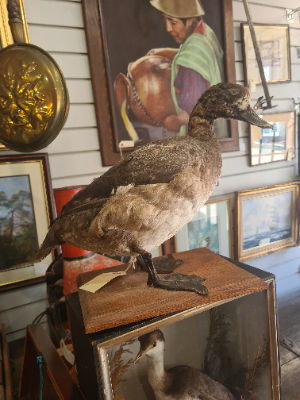 Discover our selection of Antique French Taxidermy ducks. Shop now to add a unique piece to your collection. Proven authenticity and swift shipping guaranteed.