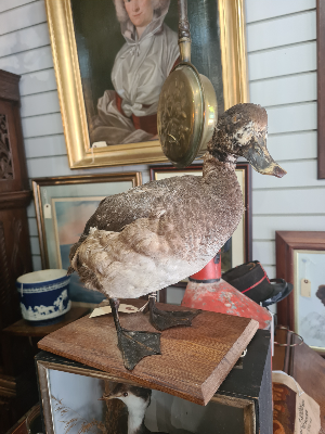 Discover our selection of Antique French Taxidermy ducks. Shop now to add a unique piece to your collection. Proven authenticity and swift shipping guaranteed.