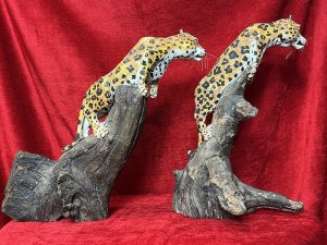 Pair Of Modernist Decorative Stalking Leopard Driftwood Sculptures Circa - Vintage Composition - Carved Driftwood Listing Description Pair Of Decorative African Stalking Leopard Sculptures, Carved From Single Pieces Of Driftwood And Both Set In Different Poses. Leopards Hand Painted In Detail With Vivid Colour And Ornamental Whiskers, Posed Asif Upon Tree Stump. Fabulous Heavy Quality Pair For Animal Collector Decorative Display. Dimensions in Inches Height 14" X Width 13" X Depth 10"