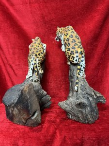 Pair Of Modernist Decorative Stalking Leopard Driftwood Sculptures Circa - Vintage Composition - Carved Driftwood Listing Description Pair Of Decorative African Stalking Leopard Sculptures, Carved From Single Pieces Of Driftwood And Both Set In Different Poses. Leopards Hand Painted In Detail With Vivid Colour And Ornamental Whiskers, Posed Asif Upon Tree Stump. Fabulous Heavy Quality Pair For Animal Collector Decorative Display. Dimensions in Inches Height 14" X Width 13" X Depth 10"