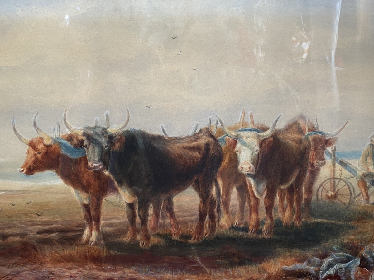 19th Century Scottish School Watercolour Of Highland Oxen With Plough Signed