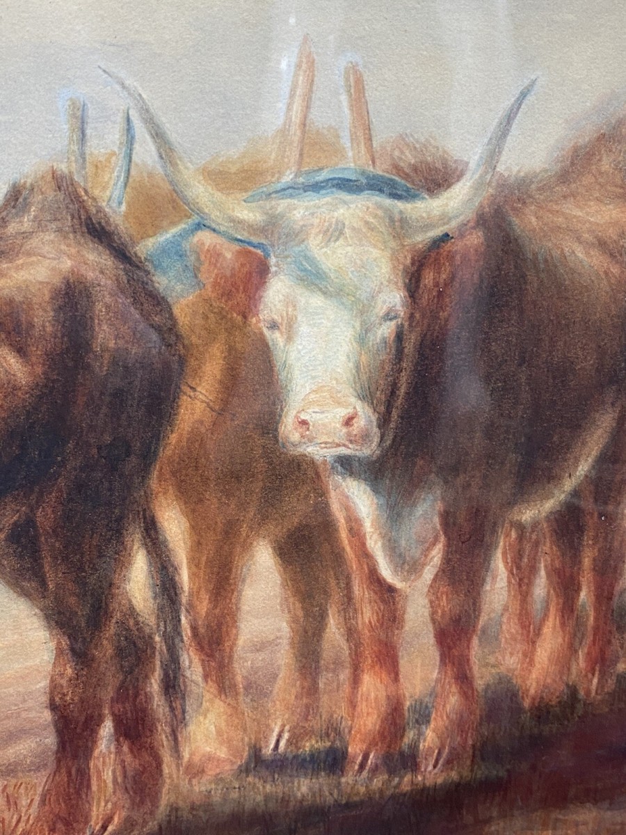 19th Century Scottish School Watercolour Of Highland Oxen With Plough Signed