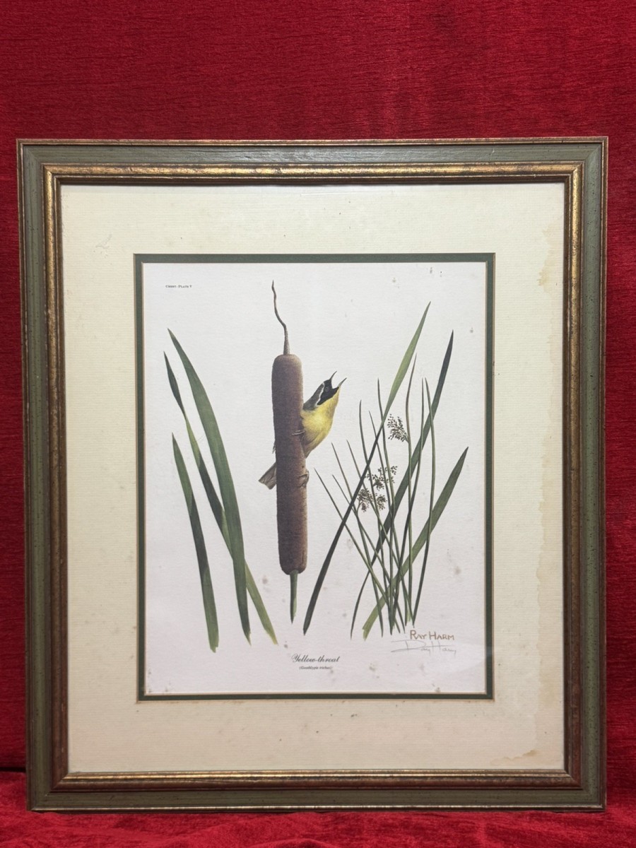 Primary image for Vintage Ornithology Yellow Throat Warbler Coloured Lithograph By Ray Harm