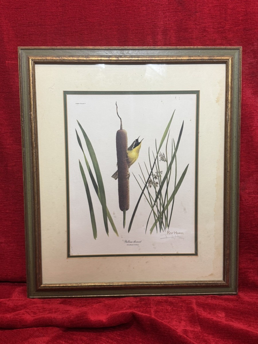 Vintage Ornithology Yellow Throat Warbler Coloured Lithograph By Ray Harm