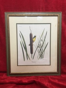Ornithology Yellow Throat Warbler Coloured Lithograph By Artist Ray Harm Circa - Vintage Dated 1973 Composition - Coloured Lithograph Print Listing Description Bird Watcher Collector Yellow Warbler Lithograph Of Original Watercolour By Artist Ray Harm Signed And Dated By Artist. Set In Glazed Frame. Signs Of Ages And Discolouration Dimensions in Cms Height 57.5cm X Width 47cm