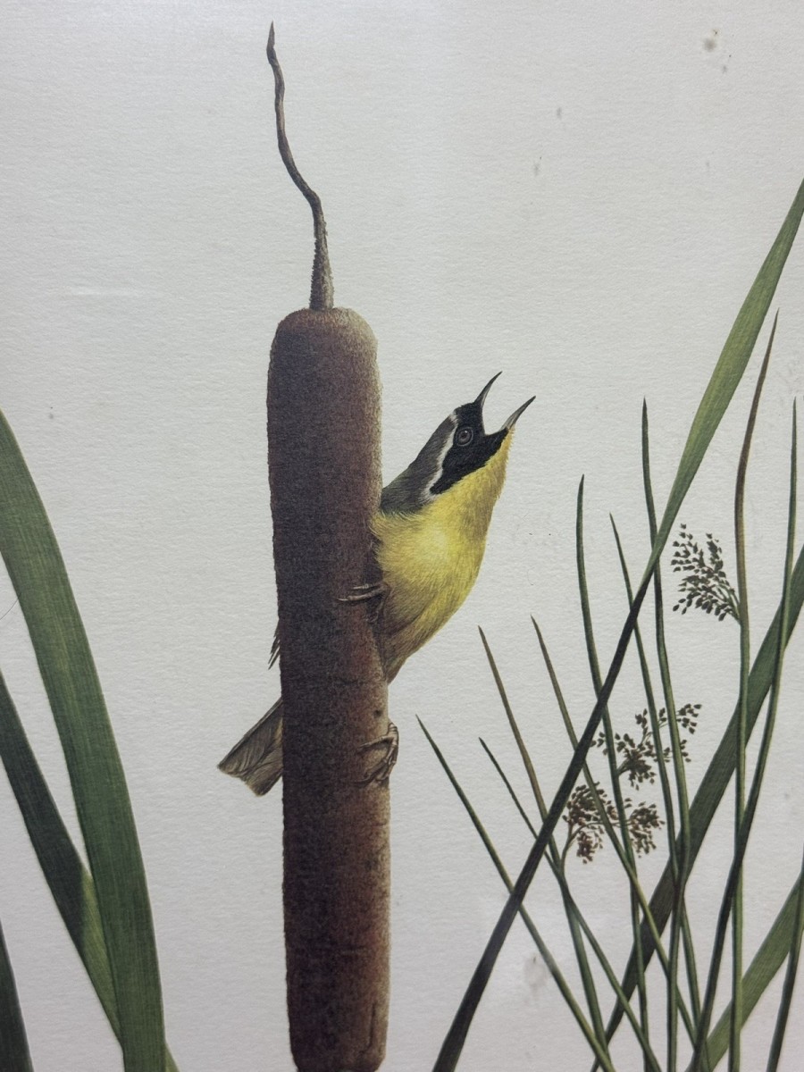 Vintage Ornithology Yellow Throat Warbler Coloured Lithograph By Ray Harm