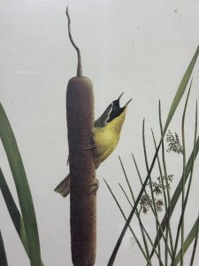 Ornithology Yellow Throat Warbler Coloured Lithograph By Artist Ray Harm Circa - Vintage Dated 1973 Composition - Coloured Lithograph Print Listing Description Bird Watcher Collector Yellow Warbler Lithograph Of Original Watercolour By Artist Ray Harm Signed And Dated By Artist. Set In Glazed Frame. Signs Of Ages And Discolouration Dimensions in Cms Height 57.5cm X Width 47cm