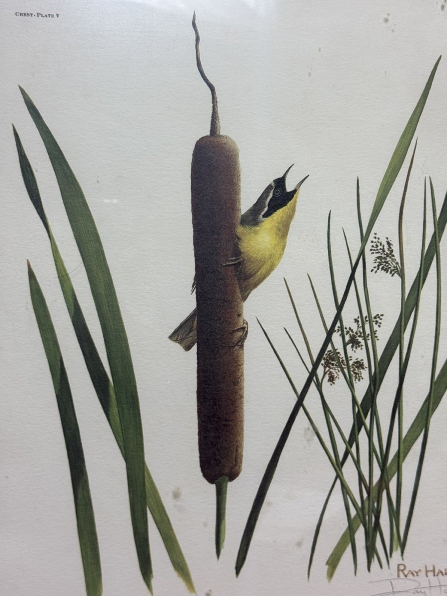Vintage Ornithology Yellow Throat Warbler Coloured Lithograph By Ray Harm