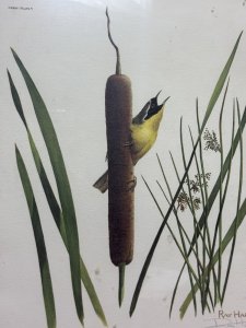Ornithology Yellow Throat Warbler Coloured Lithograph By Artist Ray Harm Circa - Vintage Dated 1973 Composition - Coloured Lithograph Print Listing Description Bird Watcher Collector Yellow Warbler Lithograph Of Original Watercolour By Artist Ray Harm Signed And Dated By Artist. Set In Glazed Frame. Signs Of Ages And Discolouration Dimensions in Cms Height 57.5cm X Width 47cm