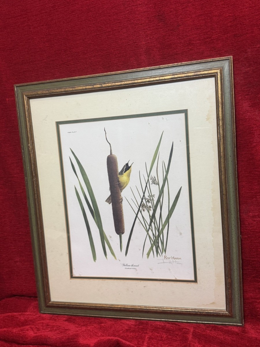 Vintage Ornithology Yellow Throat Warbler Coloured Lithograph By Ray Harm