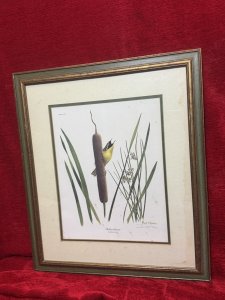 Ornithology Yellow Throat Warbler Coloured Lithograph By Artist Ray Harm Circa - Vintage Dated 1973 Composition - Coloured Lithograph Print Listing Description Bird Watcher Collector Yellow Warbler Lithograph Of Original Watercolour By Artist Ray Harm Signed And Dated By Artist. Set In Glazed Frame. Signs Of Ages And Discolouration Dimensions in Cms Height 57.5cm X Width 47cm