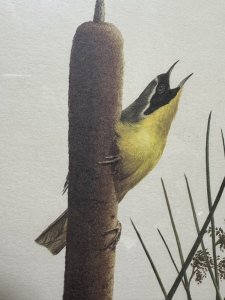 Ornithology Yellow Throat Warbler Coloured Lithograph By Artist Ray Harm Circa - Vintage Dated 1973 Composition - Coloured Lithograph Print Listing Description Bird Watcher Collector Yellow Warbler Lithograph Of Original Watercolour By Artist Ray Harm Signed And Dated By Artist. Set In Glazed Frame. Signs Of Ages And Discolouration Dimensions in Cms Height 57.5cm X Width 47cm