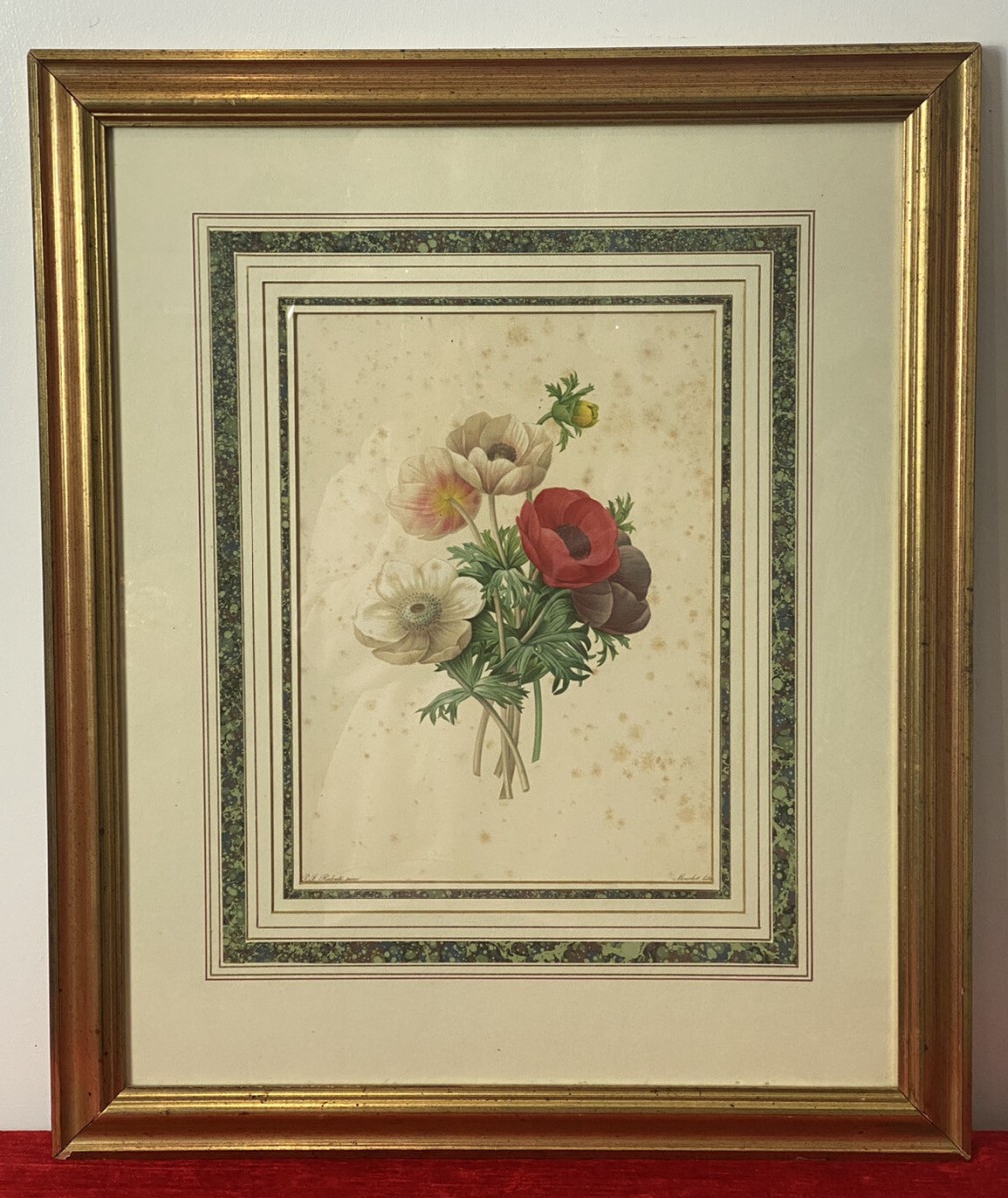 Pierre Joseph Redoutè Tulip Posey Original Vintage Lithograph Mounted & Framed