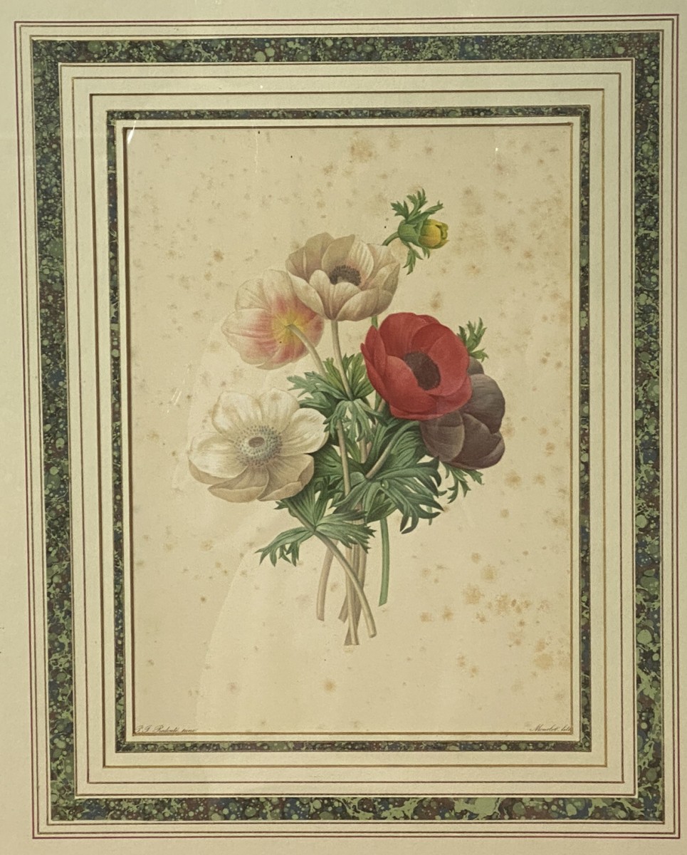 Pierre Joseph Redoutè Tulip Posey Original Vintage Lithograph Mounted & Framed
