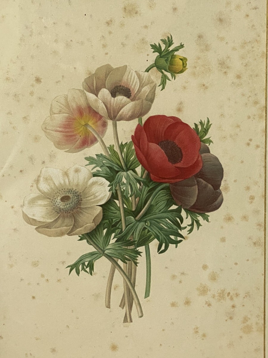 Pierre Joseph Redoutè Tulip Posey Original Vintage Lithograph Mounted & Framed