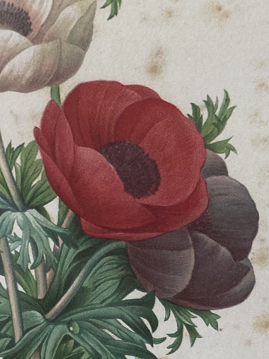 Pierre Joseph Redoutè Tulip Posey Original Vintage Lithograph Mounted & Framed