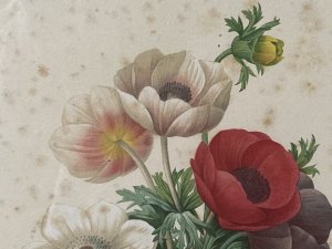 Pierre Joseph Redoutè Tulip Posey Original Vintage Lithograph Mounted & Framed. Composition - Original Printed Lithograph On Velum Circa - 1940’s Beautiful Lithograph Print Of A Posy Of Coloured Poppies Taken From ‘The Jardin De La Malmaison’ Coloured Plates 1798 By Pierre-Joseph Redoutè. This Is A Original Vintage Print Not A Reproduction Copy. Artwork Set In Hand Gilded And Montage Paper Boarder Behind Glass And Displayed In Original Gilt Frame. Brief Artist History Belgian Born Pierre- Joseph Redouté Was A Painter And Botanist. He Was First A Tutor At The Royal Court To French Queen Marie Antoinette. Pierre Became Best Known For His Appointment By Josephine Bonaparte To Paint Flowers From The Garden Of Malmaison Which Was A Horticultural Enclave Containing Over 2000 Plants With 250 Species In France. The Majority Of His Fine Illustrated Works Were Published In ‘The Jardin De La Malmaison’ Books Over A 3 Year Period. Pierre-Joseph Redoutè Is One Of The Most Eminent Botanical Painters Of All Time. Condition - Antique Vintage Showing Signs Of Discolouration And Marks To Paper Due To Age. Dimensions In Inches Frame Height X Width Lithograph Height X Width